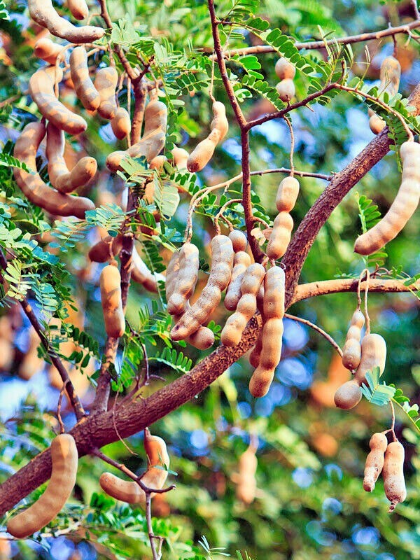 100 Tamarind Tree Seeds Tamarindus indica Tropical Fruit Flower Plant, Bonsai