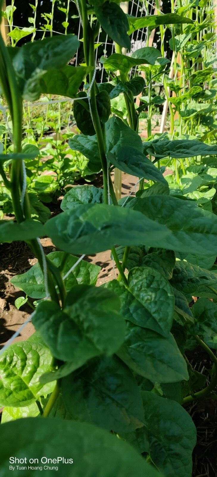 100+ Green Malabar Spinach Seeds /Ceylon /Mồng Tơi  for 2024 season USA Seller