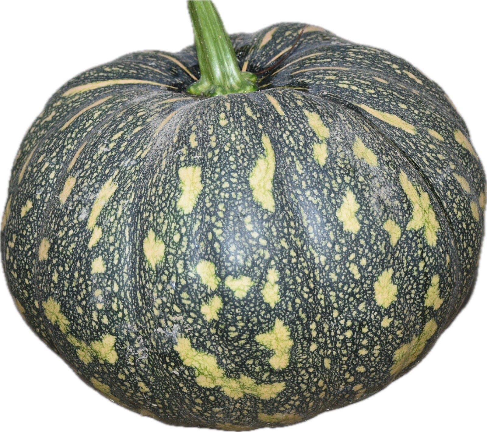 Pumpkin – Bangla Sweet Spotted – Dotted Pumpkin- 10 Indian sweet Pumpkin Seeds