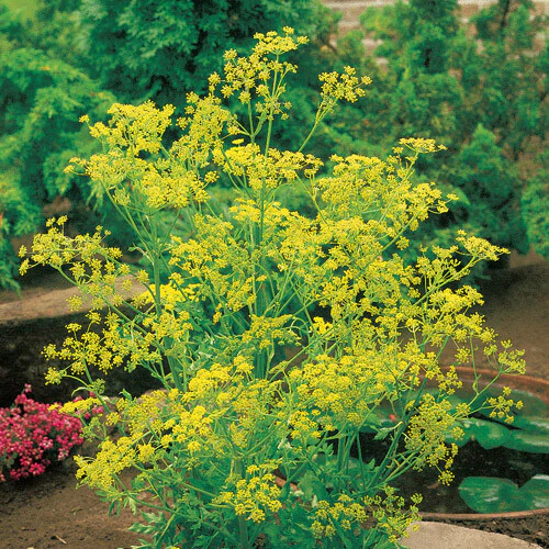 Bouquet Dill Seeds | 500 Seeds | Heirloom / Non-GMO | Free Shipping | 1144