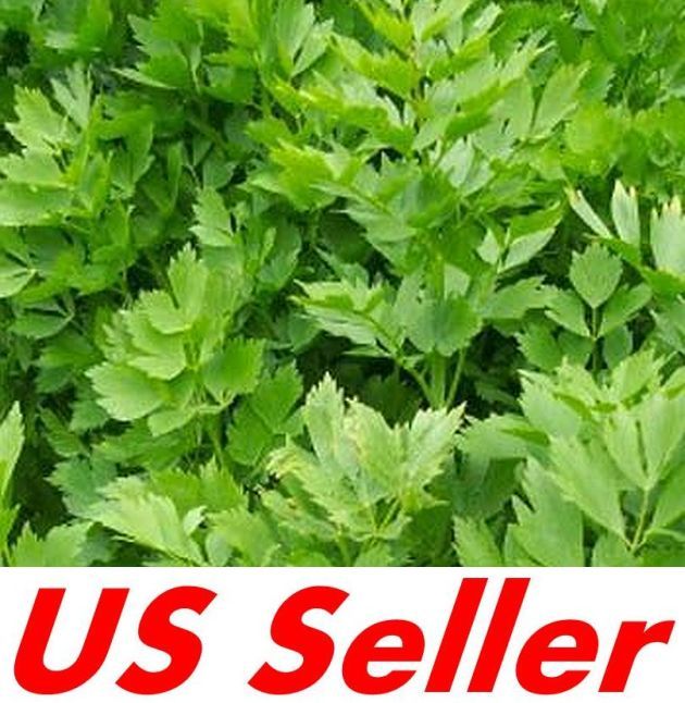 Organic Lovage Seeds, 200 seeds E91, Non GMO, Open Pollinated, Medicinal