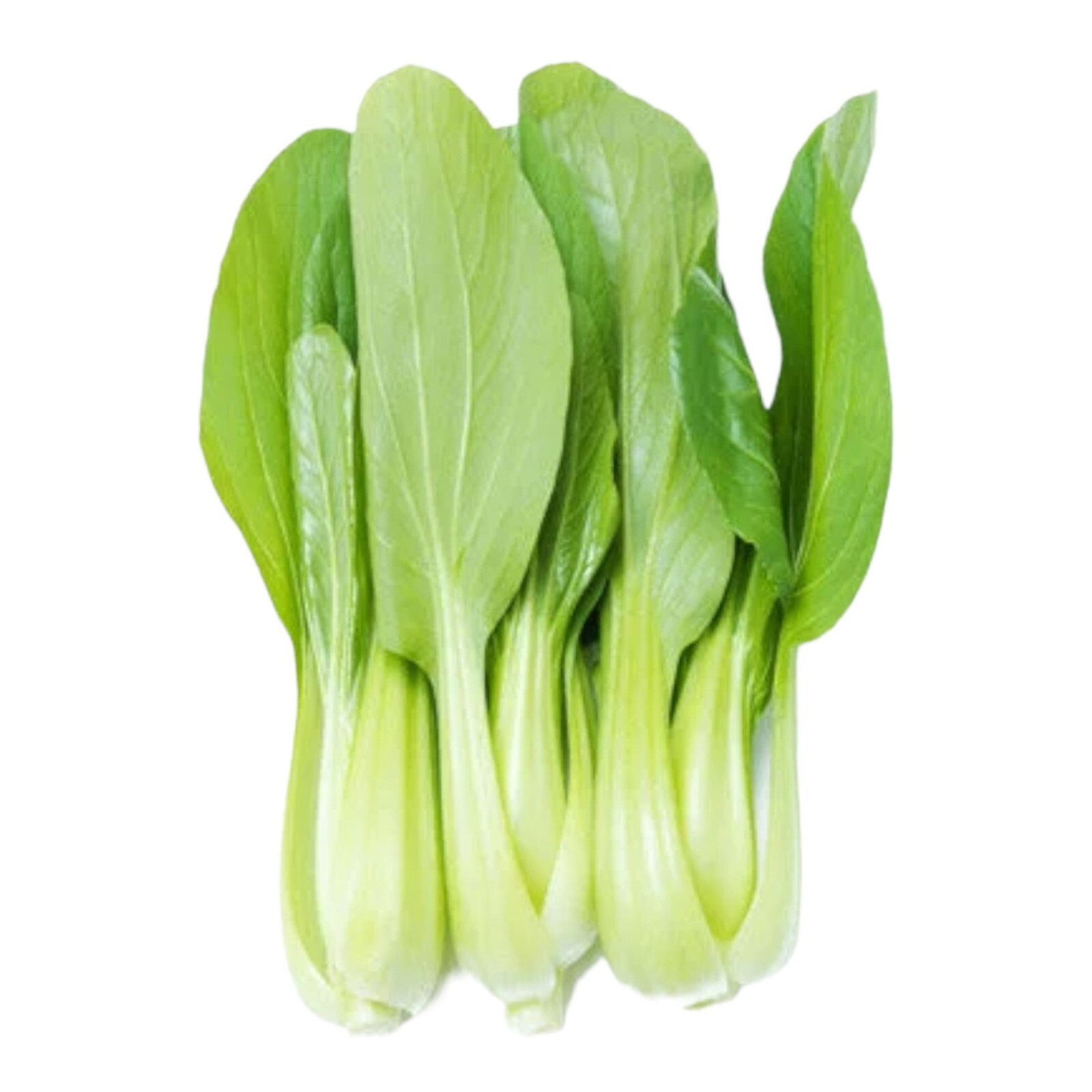 1000pcs ‘All Year Round’ Chinese Cabbage Seeds – Heirloom & Organic, Non-GMO.