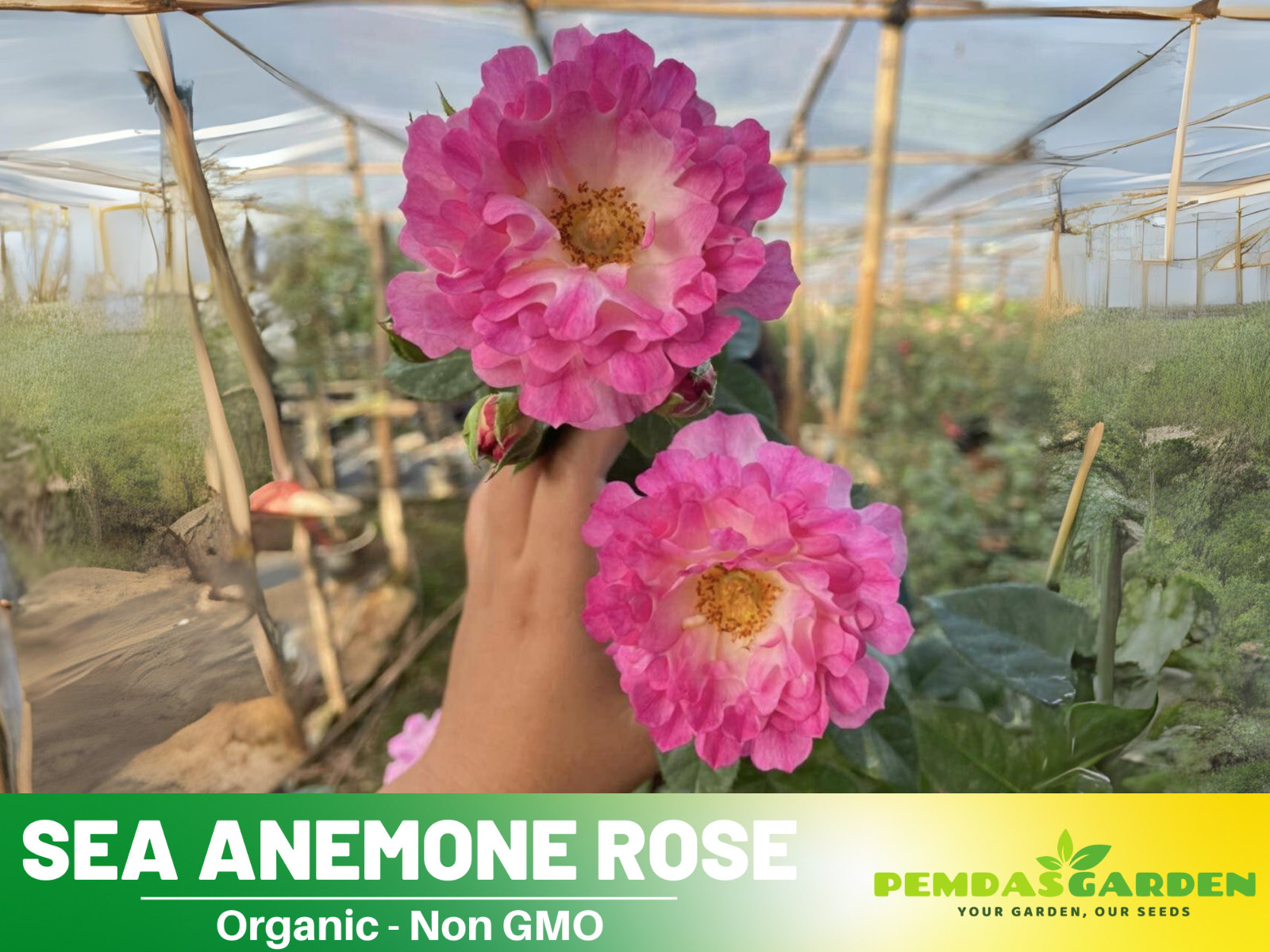 30+ Seeds| Sea Anemone Perennial Rose Seeds
