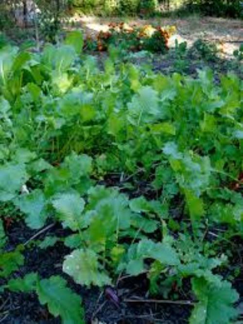 Seven Top Turnip Seed, 1/2 Pound, Best For Greens, Heirloom, USA