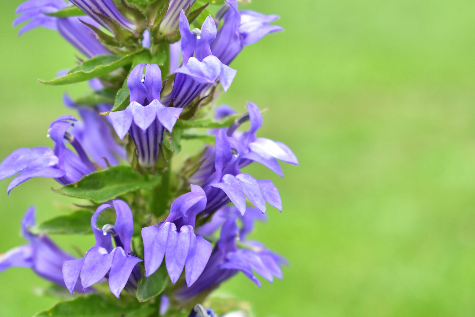 500 GREAT BLUE LOBELIA Upright Lobelia Siphilitica Flower Seeds *Comb S/H