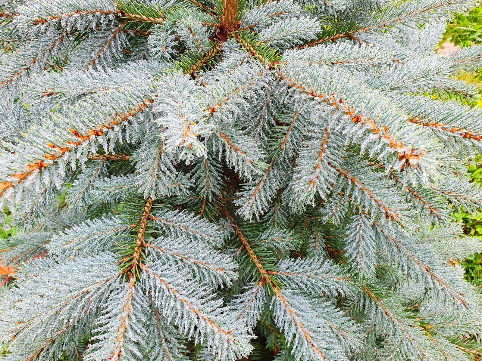 50 Colorado BLUE SPRUCE Tree Picea Pungens Glauca Christmas Tree Silver Seeds
