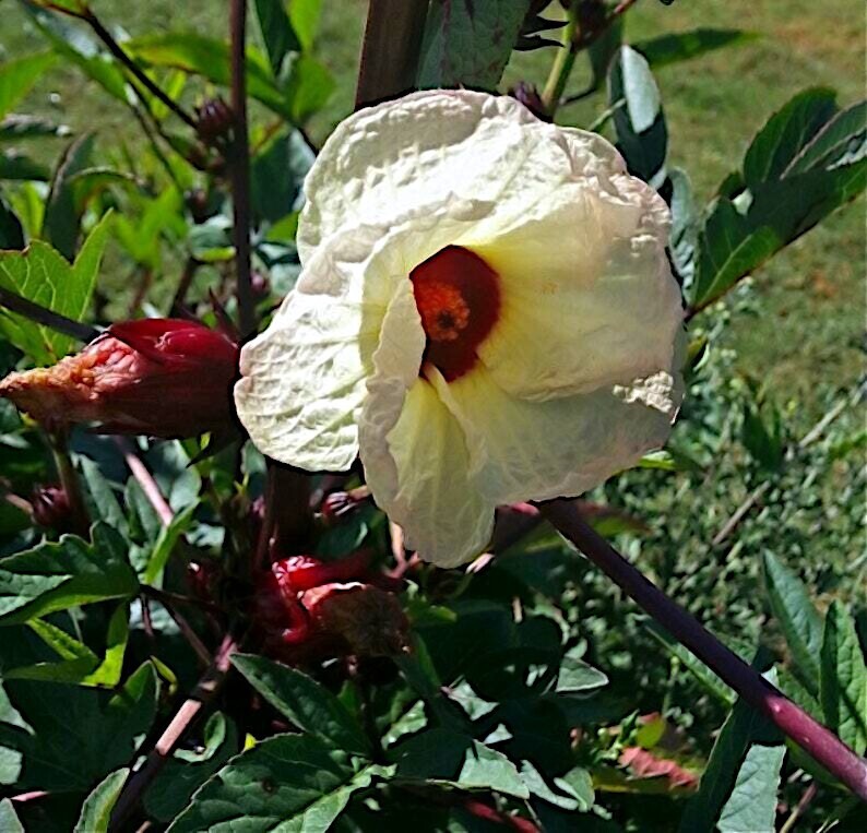Roselle Seeds Hibiscus sab Jamaican Sorrel Florida Cranberry RARE LUOSHEN FLOWER