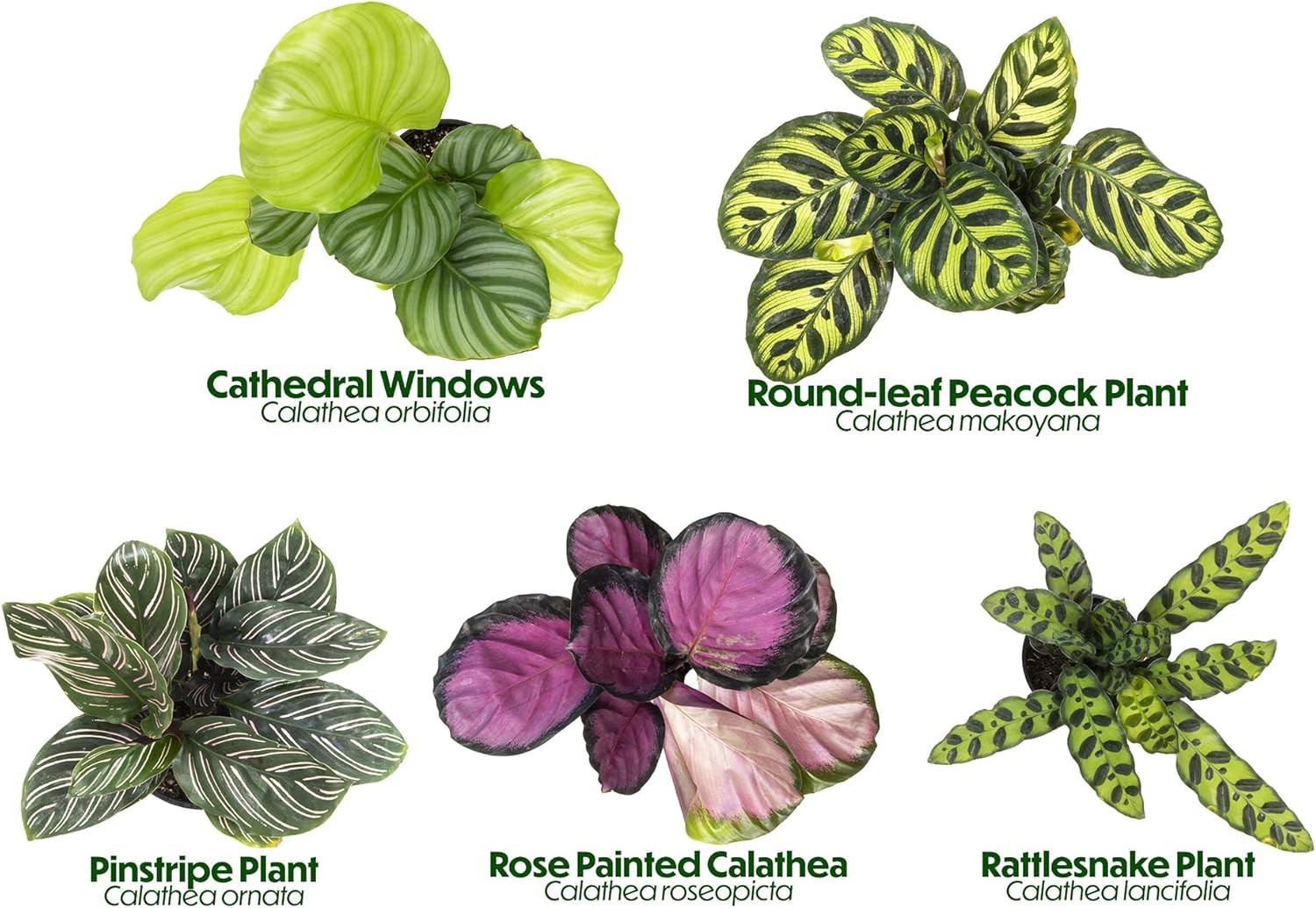 Live Calathea Houseplant (4 Pack), Pet Safe Plants for Cats & Dogs, Makoyana, Ra