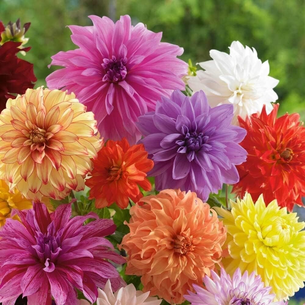Decorative Dahlia Mixture Bulbs for Planting – Mixture of Various Dahlia, Large