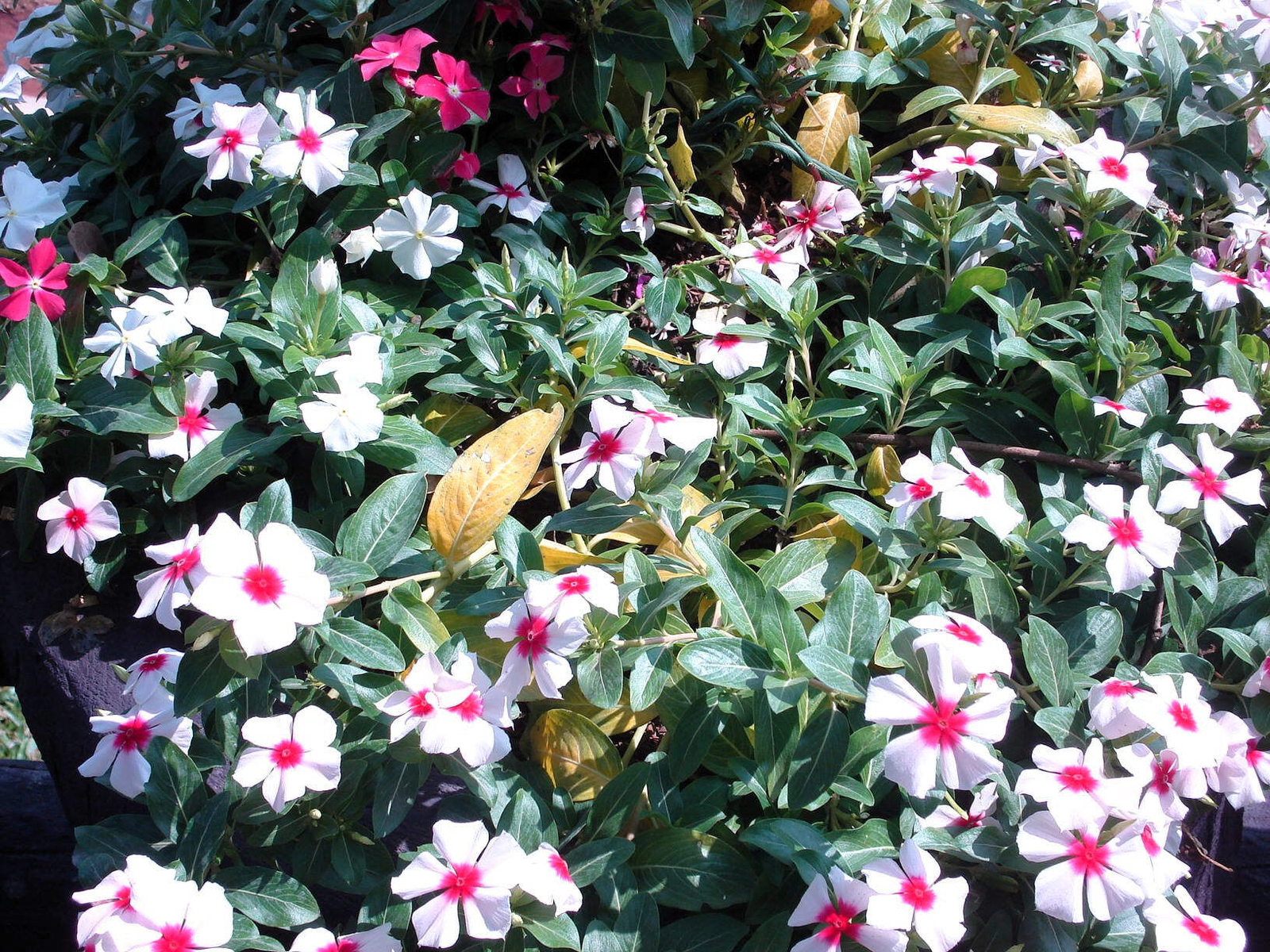 100 BRIGHT EYES PERIWINKLE Vinca Rosea Catharanthu Dwarf White Pink Flower Seeds
