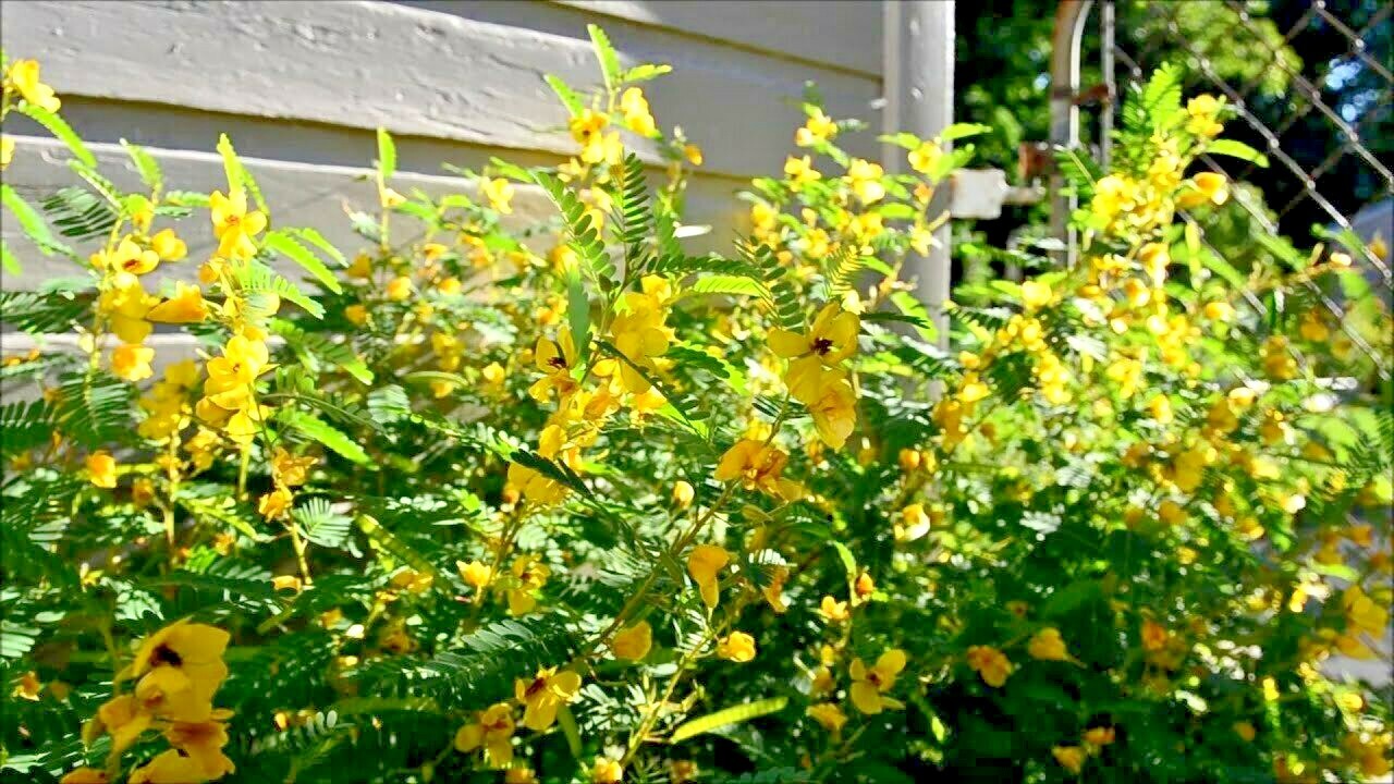 200+ PARTRIDGE PEA Seeds Native Wildflower Fall Food Source Turkey Deer Birds