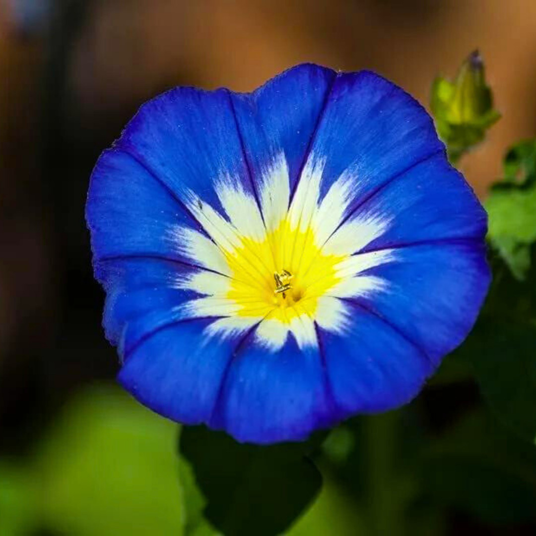 Fresh Morning Glory Seeds | Royal Ensign | Heirloom Non-GMO | Flower Seeds
