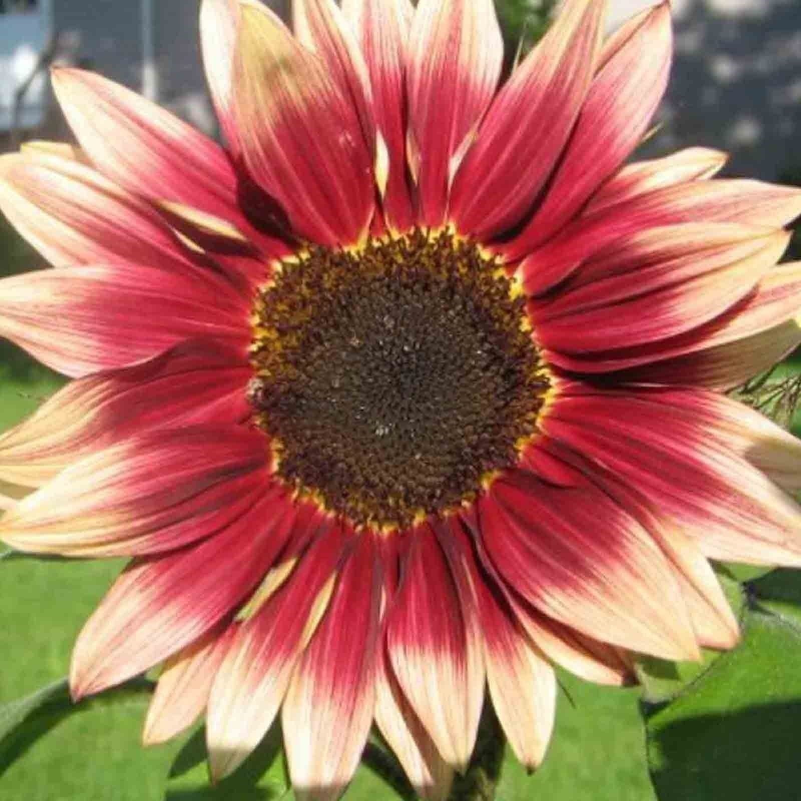 75+ RED SUN RARE SUNFLOWER SEEDS FLOWERS BEAUTIFUL TALL CUT NON-GMO HEIRLOOM USA
