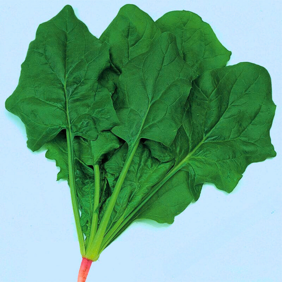 Fresh Green Arrow Spinach Seeds | Heirloom Non-GMO | Asian Vegetables