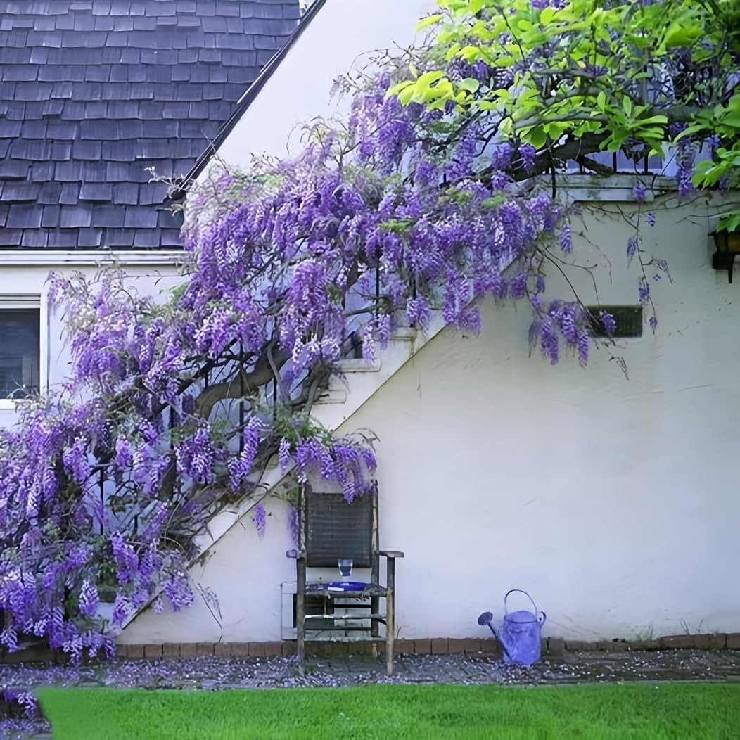 “10pcs Japanese Wisteria Floribunda Purple Ornamental Vine Climber “