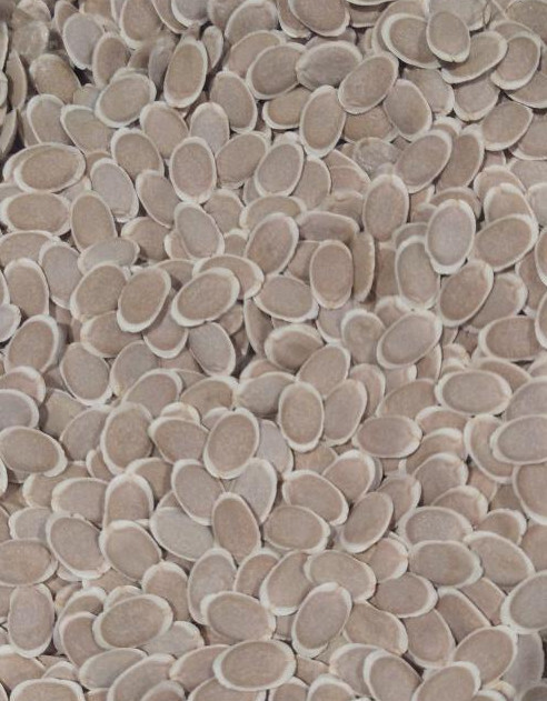 10+ 2023 USA LUFFA GOURD SEEDS LOOFAH SPONGE DISHCLOTH FREE SHIPPING NON-GMO