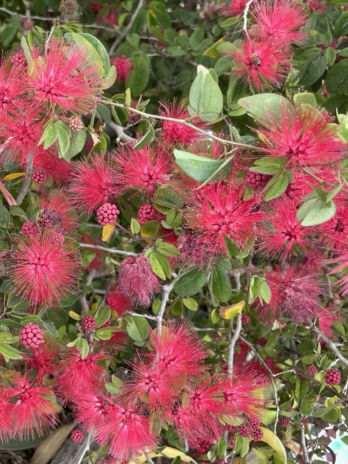 5 Red Dwarf Calliandra Haematocephala – Powder Puff Seeds – Hummingbird Heaven