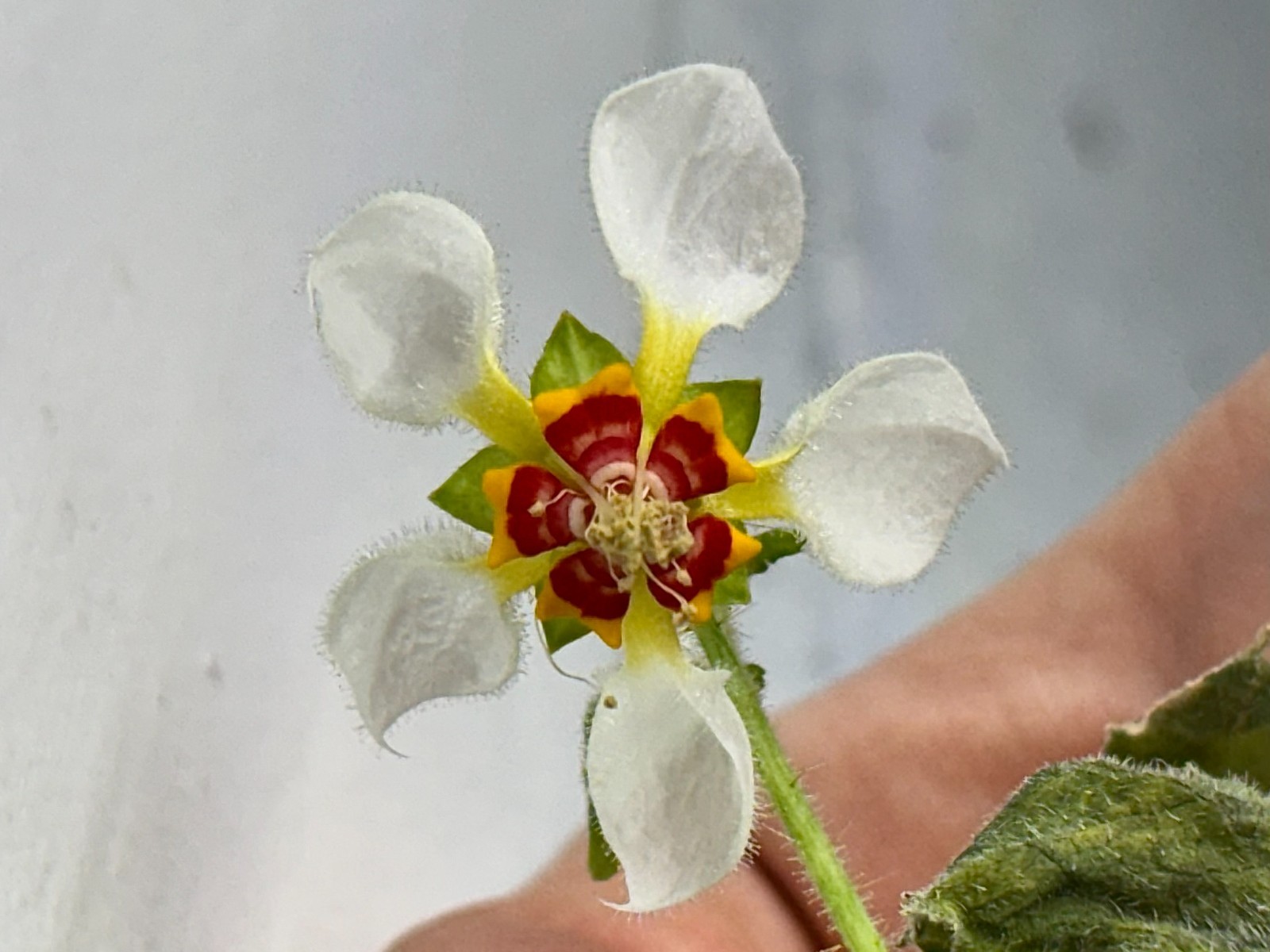 Nasa triphylla Seeds, Ornamental South American Annual Flowering Nettle Plant