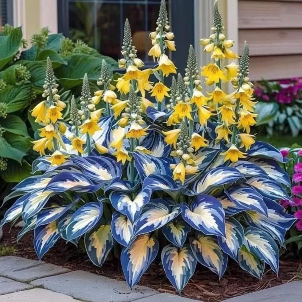 220+ Hosta Seeds Blue Perennial for Planting,Hosta Seeds Blue and Black,Rare Hos