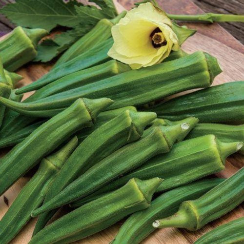 100+ Louisiana Green Velvet Okra Seeds ——– 1941 AAS winner