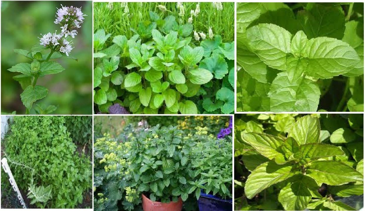 ORANGE MINT HERB 25 SEEDS USA Homegrown Seller