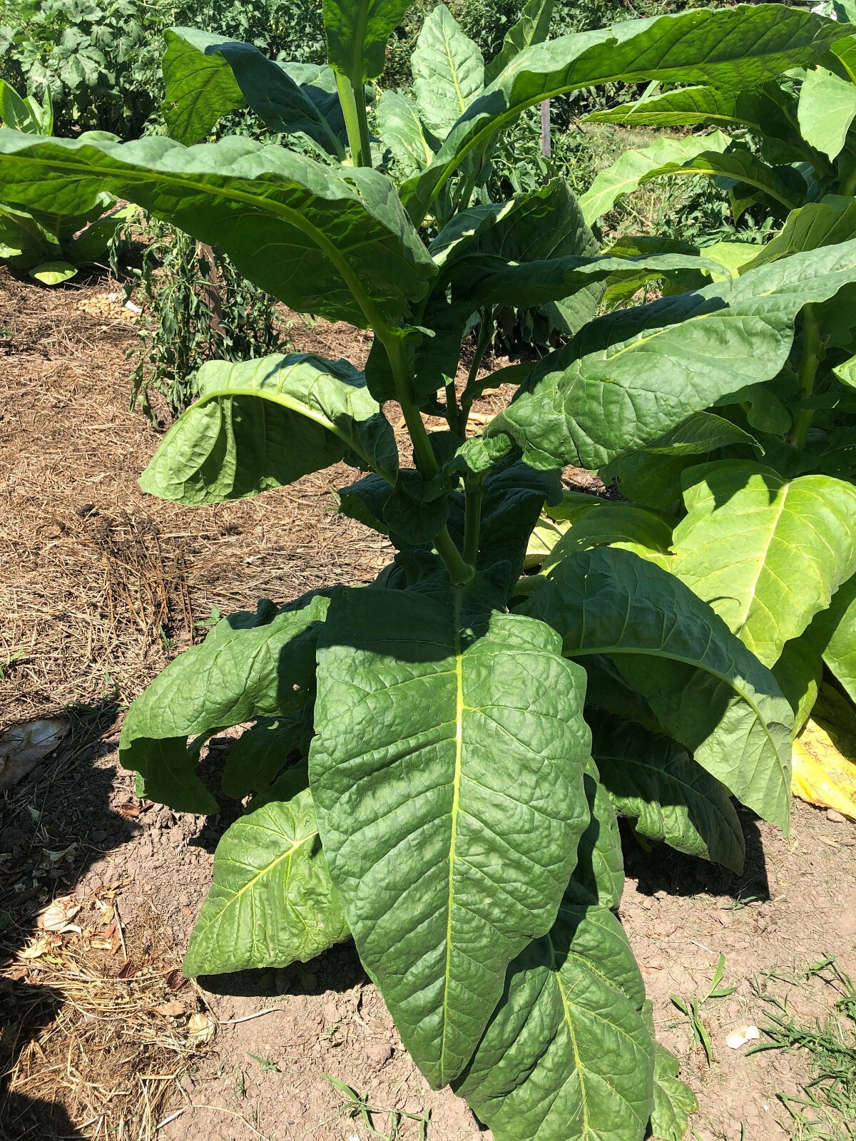 Stag Horn Tobacco Seeds ~100 Non-GMO Free Ship No Track ~2 Weeks Arrival Read