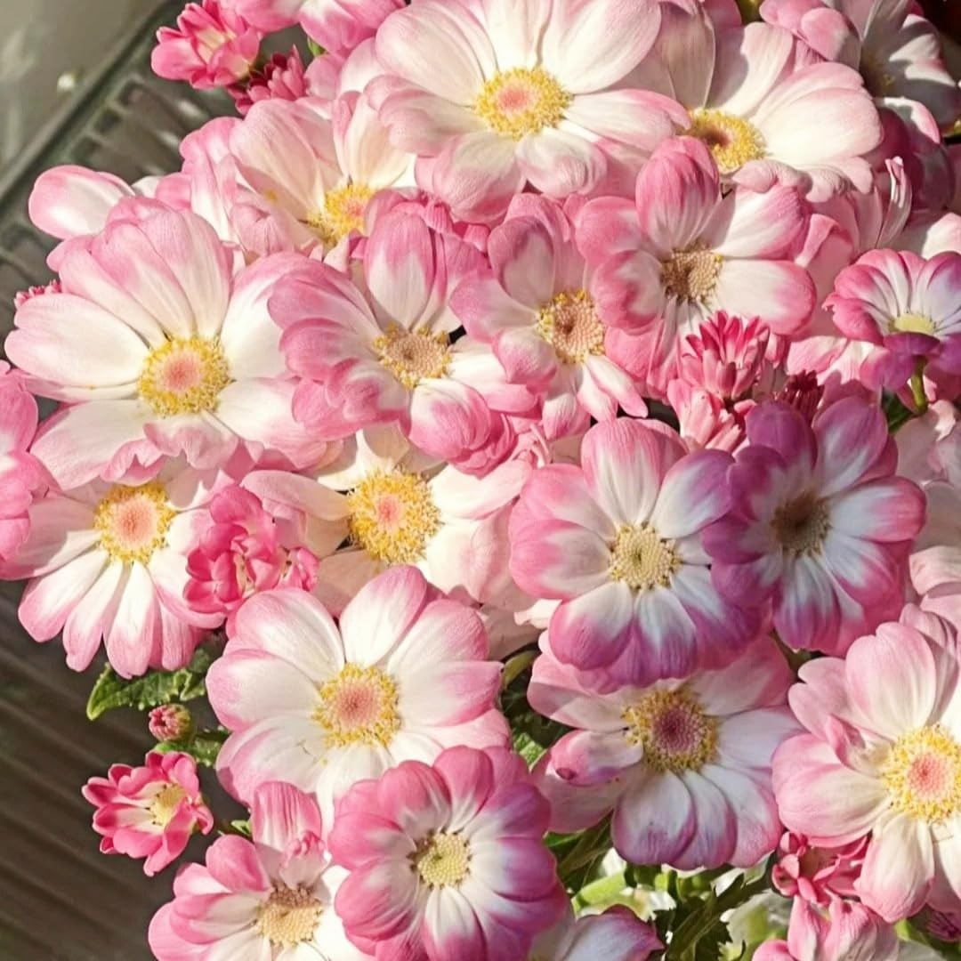 1000 Pieces Cineraria Flower Seeds,Winter to Spring Blooming, 10-20 Days Germ…