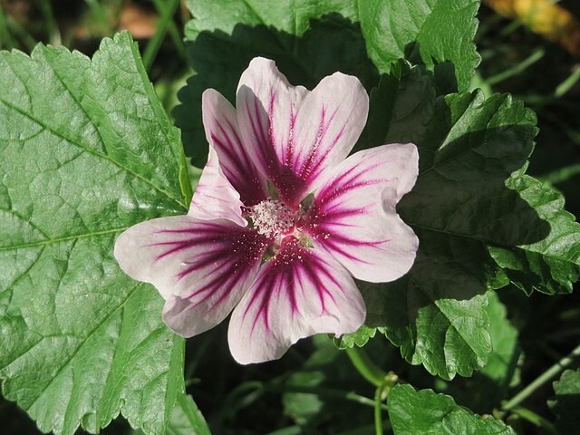 ZEBRA MALLOW 100 SEEDS, WHITE w/PURPLE, ZEBRA STRIPED FLOWERS, MALVA SYLVESTRIS