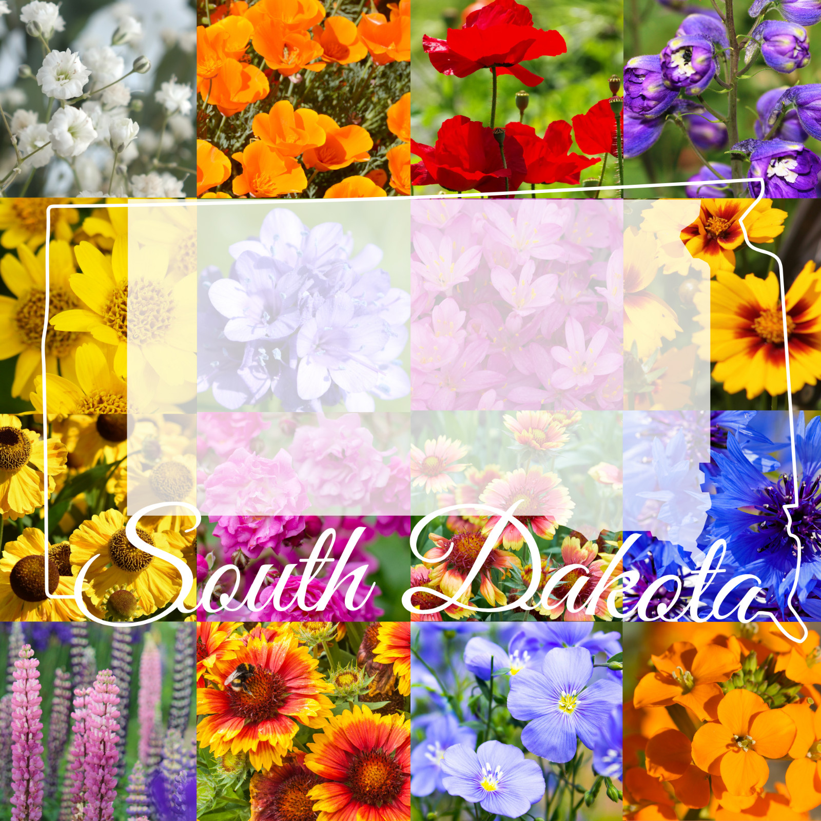 1/4 Pound South Dakota Western Bulk Wildflower Seed Mix 1/4lb Covers 800sq-ft
