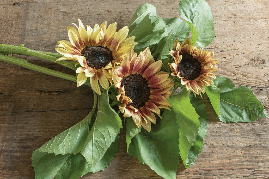 20 PLUM ProCut Sunflower Seeds, Annual, NON GMO, Fresh Seeds, NEW & UNIQUE COLOR