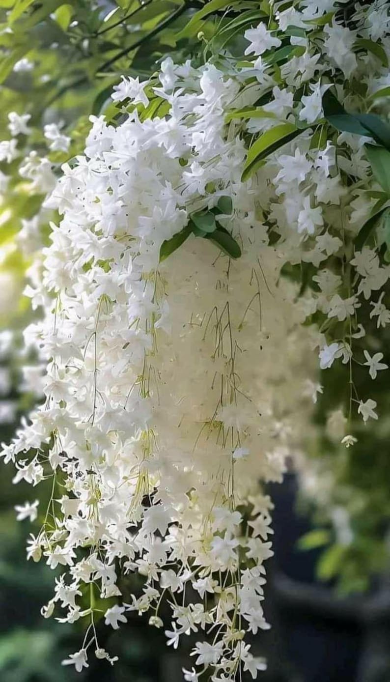 Weeping Jasmine Climbing Seeds 100+ – Garden Balcony Flower Vine