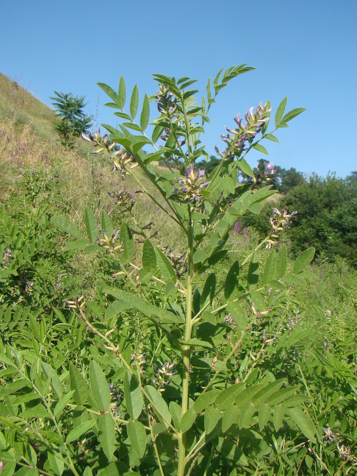 Licorice Seeds – Glycorrhiza glabra Seeds – Nice Aroma – Multiple Quantities