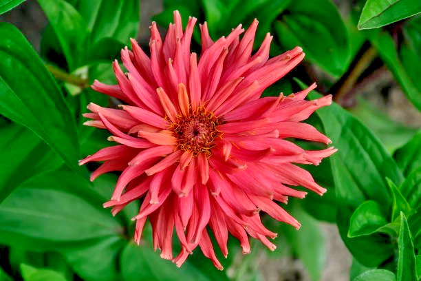 100 CACTUS FLOWERED ZINNIA MIX SEEDS | SALE FREE SHIPPING NON GMO HEIRLOOM 2026