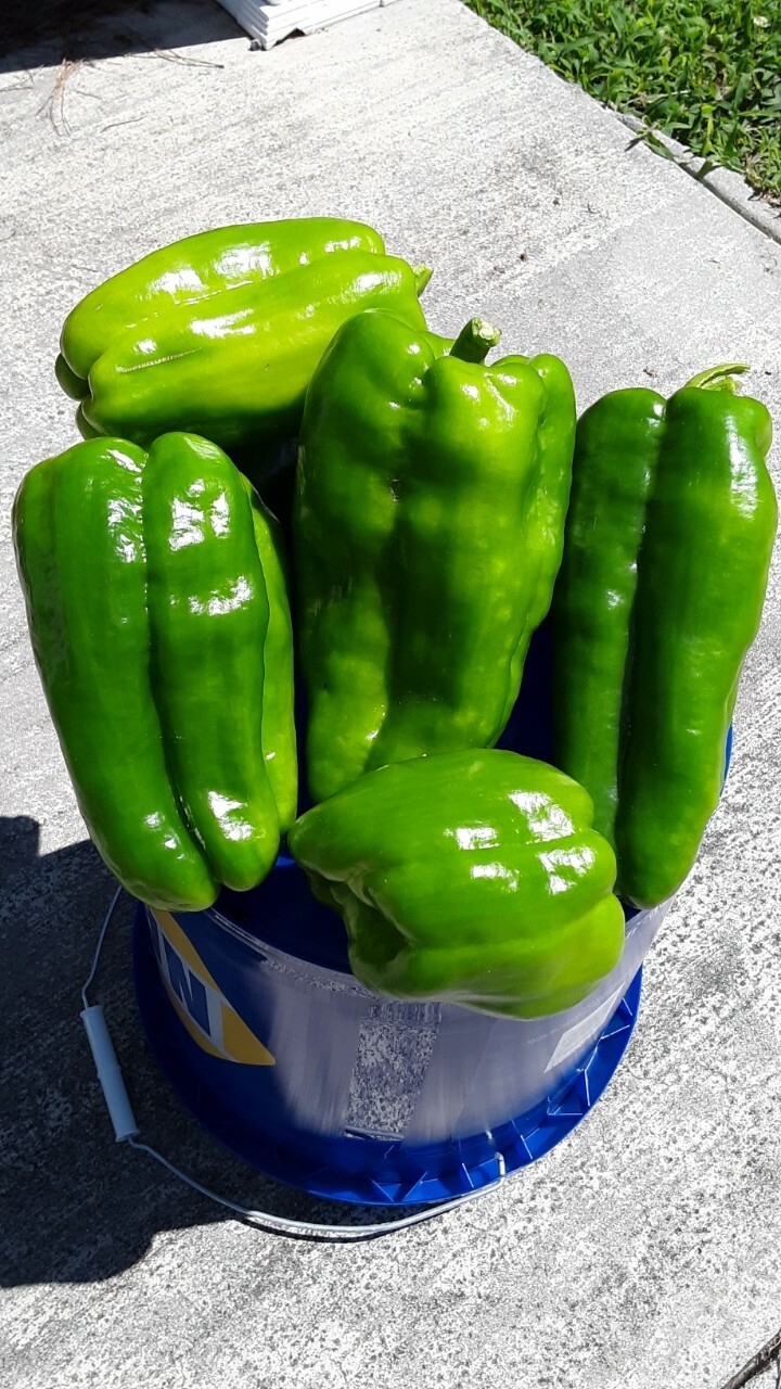 25 Sweet BIG BERTHA Bell Pepper Seeds no-gmo  Heirloom Organic RARE