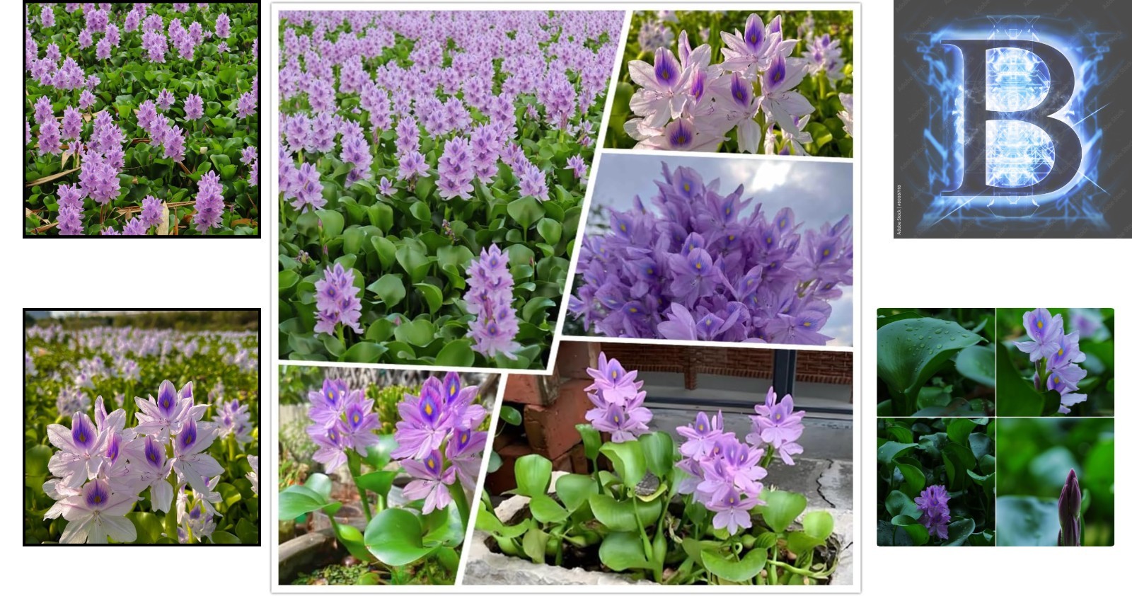 Transform Your Pond: 200 GMO-Free Water Hyacinth Seeds for Vibrant Water Gardens