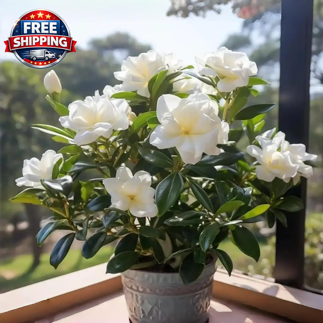 Gardenia Flower Seeds Gift Pack – 199Pcs Aromatic & Evergreen Seeds – Blooming W