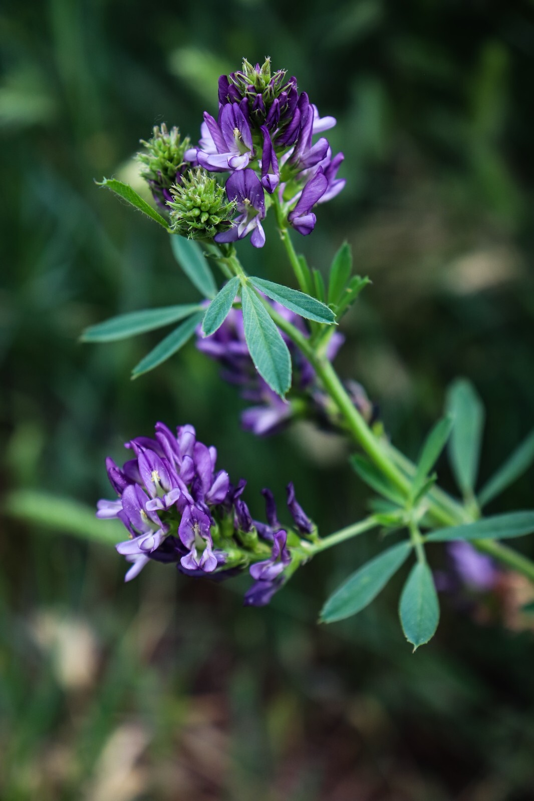 Alfalfa Seeds for Planting – High-Yielding Forage Crop Nitrogen-Fixing NON-GMO