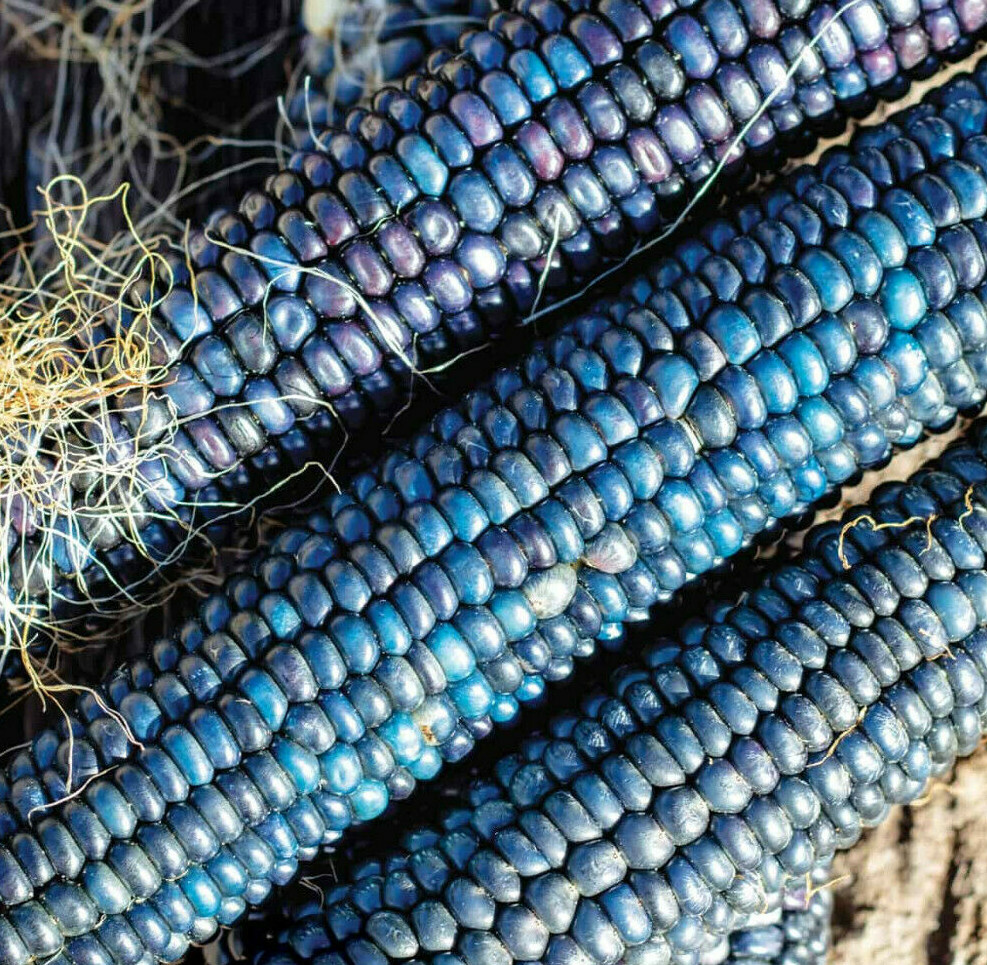 Shades of Blue Ornamental Corn Seeds | Blue Glass Gem Popcorn Hopi Seed 2024