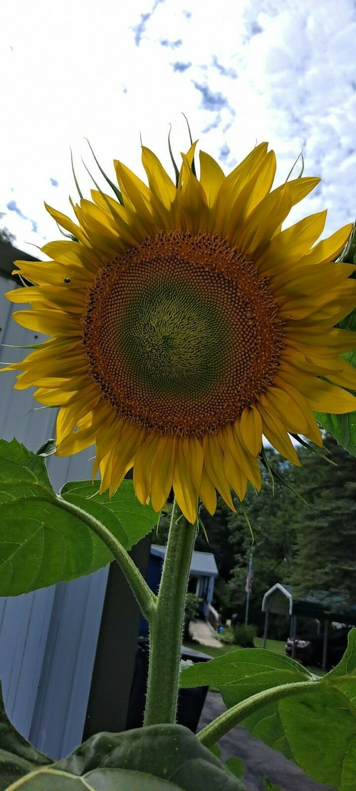 🐝🌻20 GIANT Mammoth Grey Striped Sunflower Seeds.🐝🌻