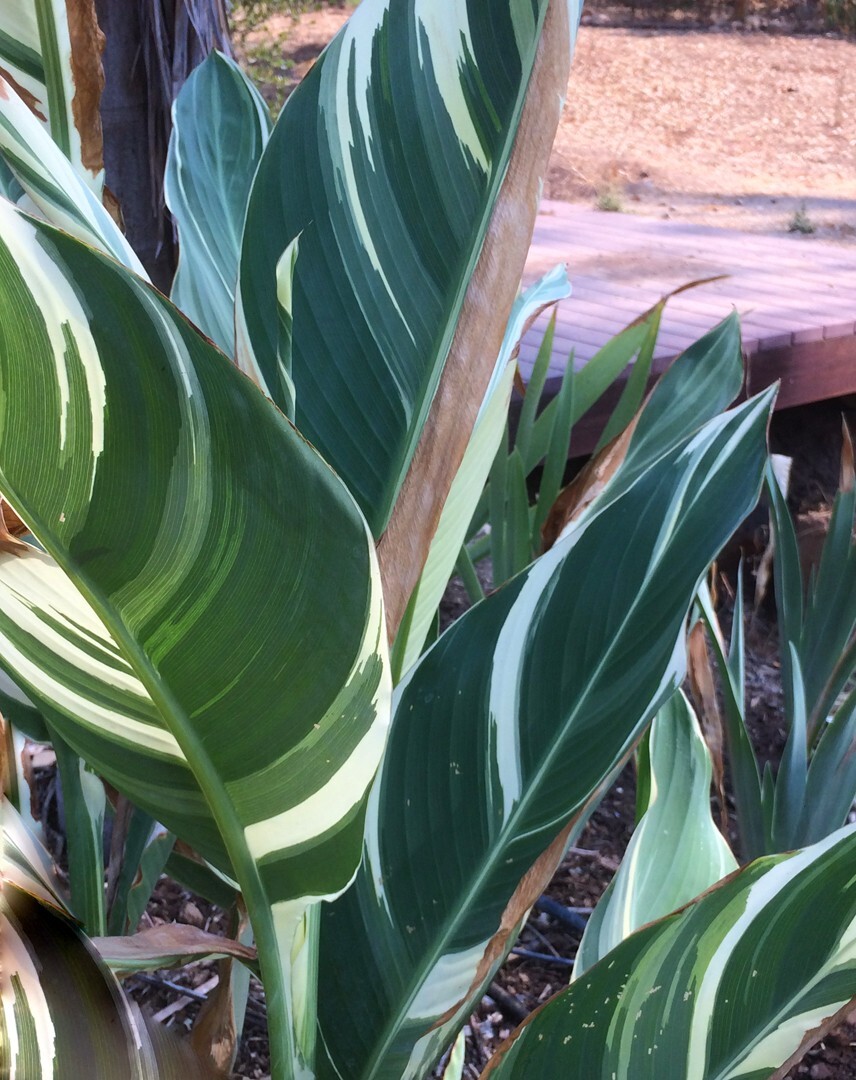 Canna Lily (1) Rhizome “STUTTGART” Variegated Ivory Green Foliage!
