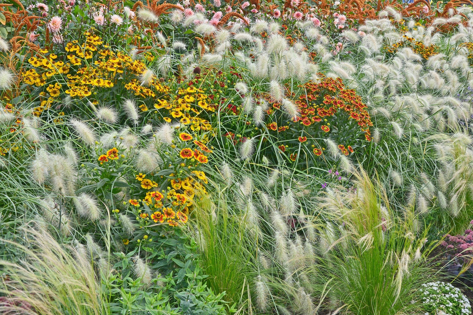 30 WHITE FOUNTAIN GRASS Pennisetum Villosum Ornamental Flower Seeds *Flat Ship