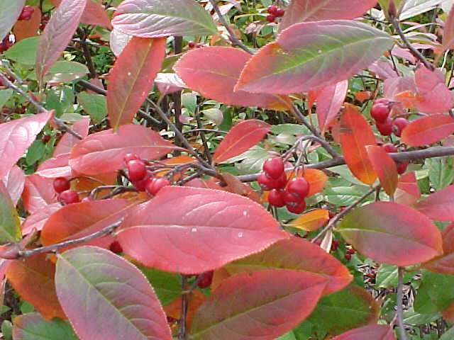 Red Chokeberry, Aronia arbutifolia Brilliantissima, Shrub Seeds (Fall Color)