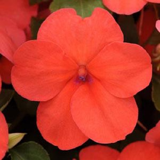 50 Impatiens Seeds Impatiens Impreza Salmon