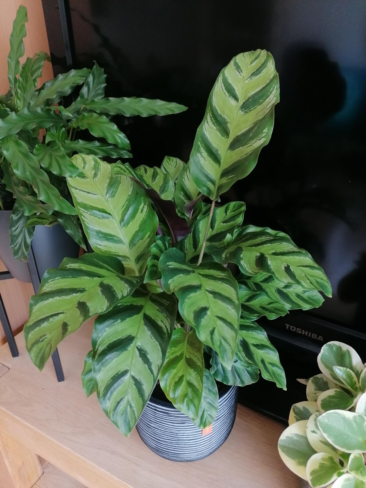 25+ Albertii Calathea Seeds for Garden Planting – USA – FREE SHIPPING!
