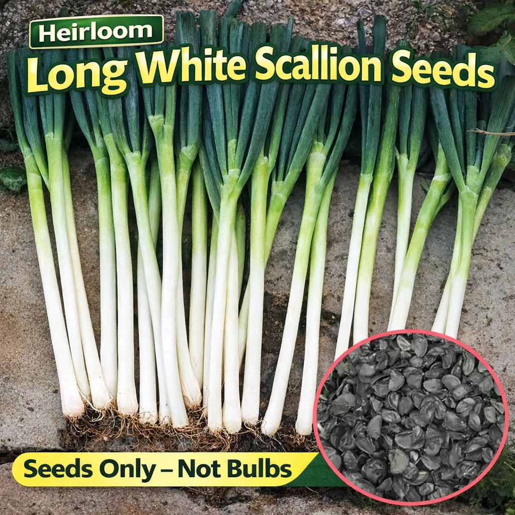 Green Onion Seeds Long White Scallion Seeds Heirloom 50/100 Pcs（Seeds only）