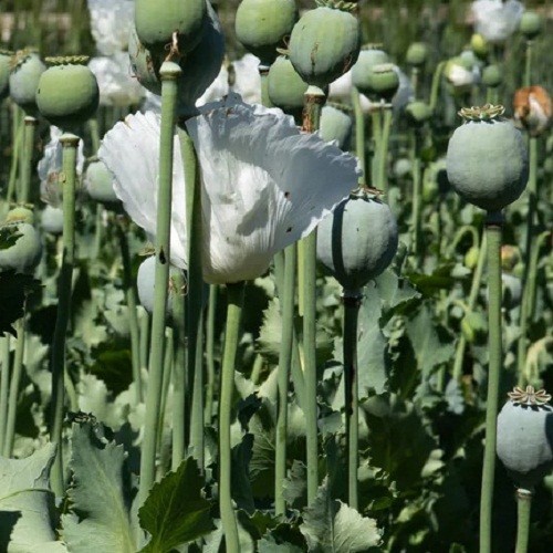 2,500 – 10,000 Premium Organic Peshawar White Somniferum Poppy Seeds For Plantin