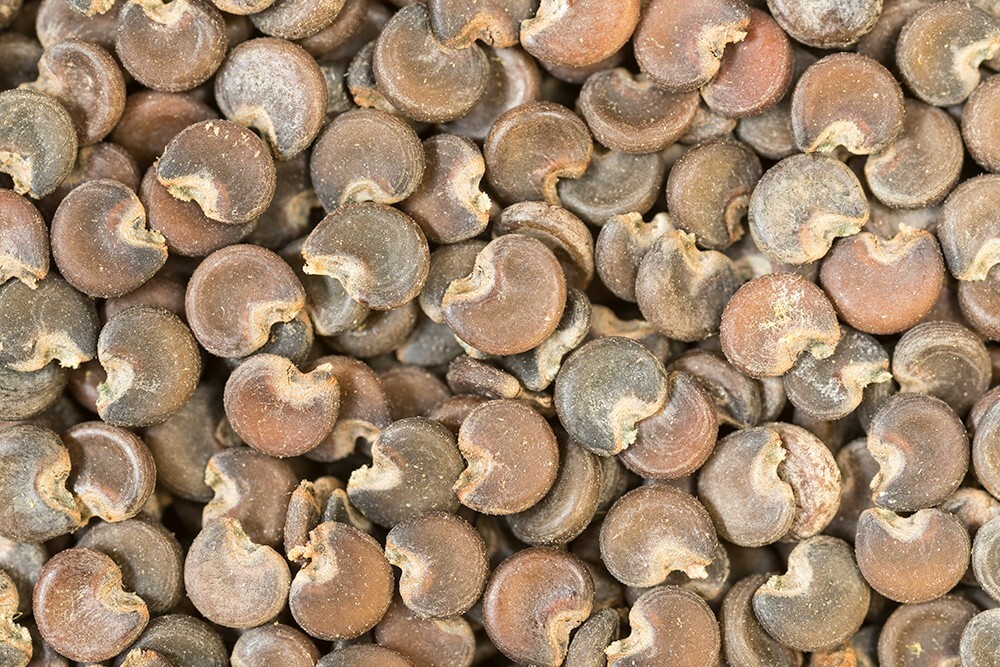 Marshmallow “Althaea officinalis” dry leaf, dry root or 50 seeds/Medicinal Herb
