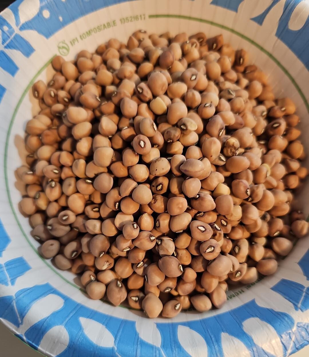 1/4 Pound (Approximately 600 seed) Mississippi Purple Hull Pea Seed