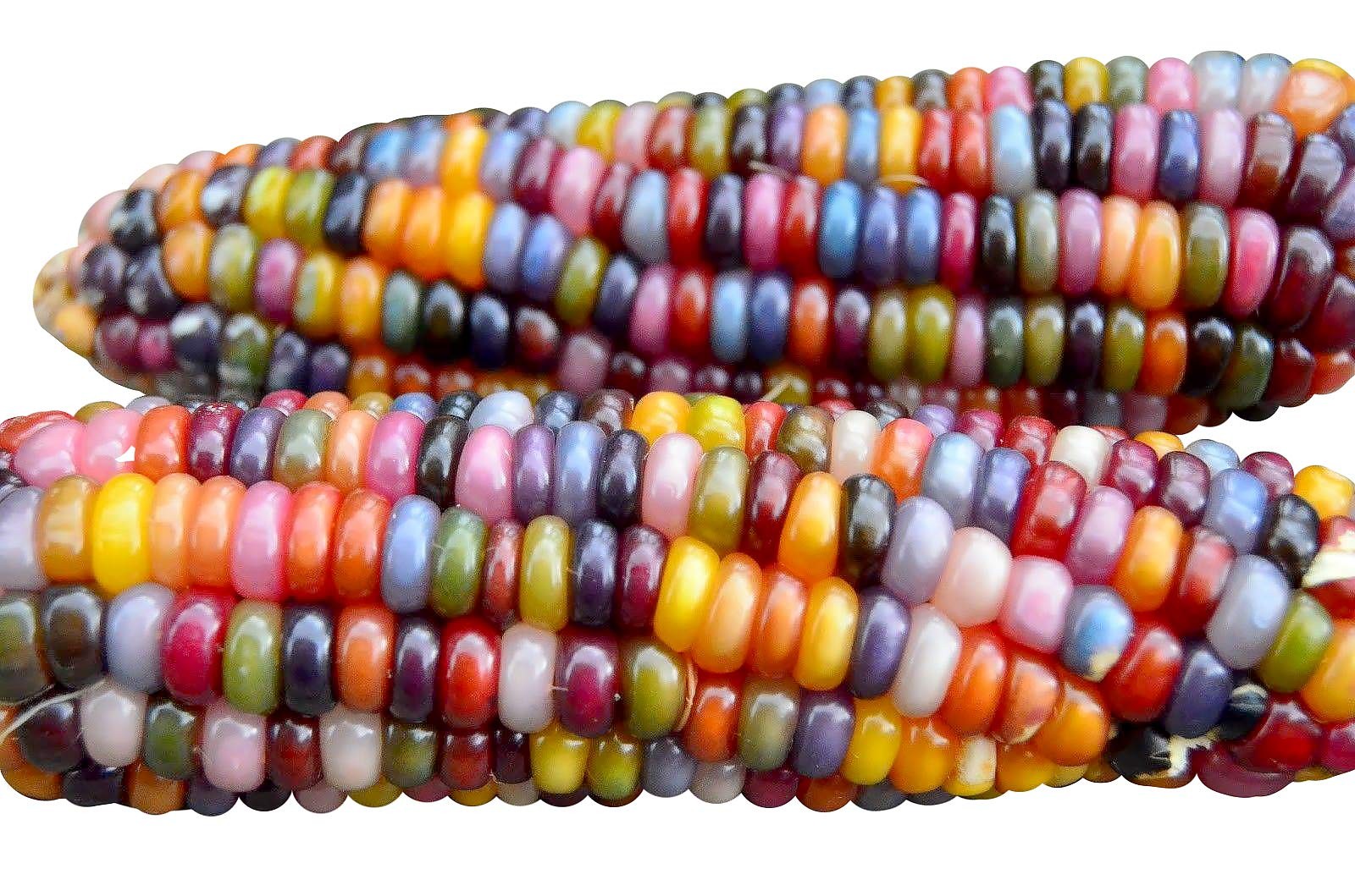 100 Glass Gem Corn Seeds NonGMO Popcorn Delicious JewelToned GlassKernels Gro…
