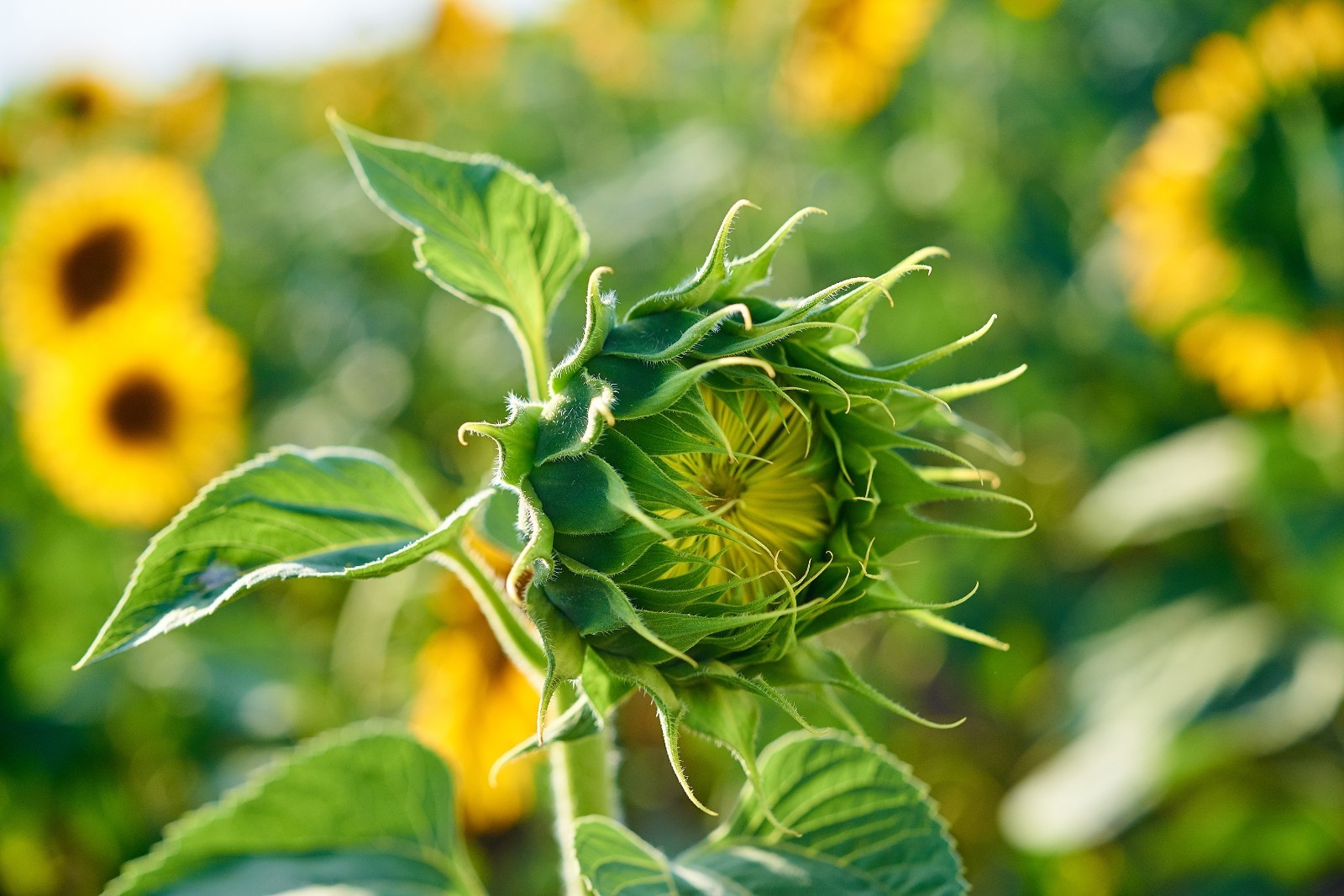 Giant Sunflower Seeds for Planting – Heirloom & Non-GMO – Open Pollinator Seeds